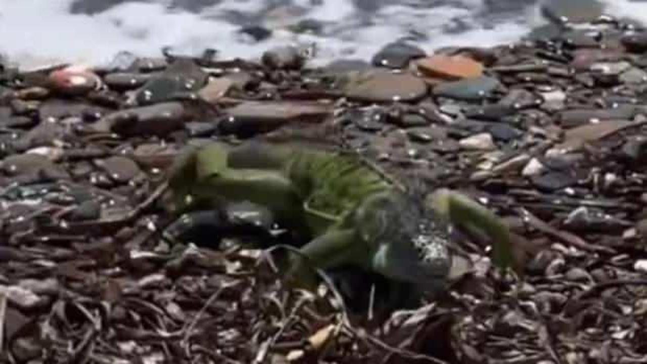 Bazı sosyal medya hesaplarının komodo ejderi diye sunduğu hayvan Yeşil iguana çıktı