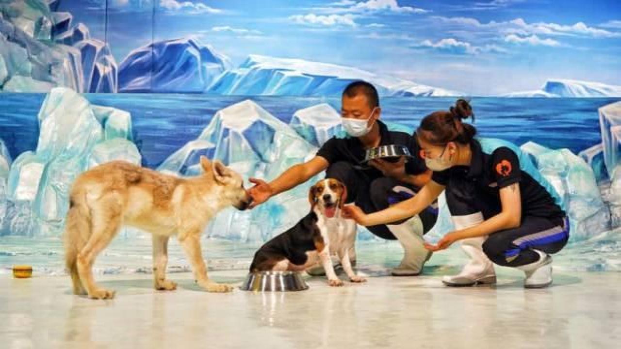 Beagle türü bir köpek, ilk kutup kurdunu doğurdu