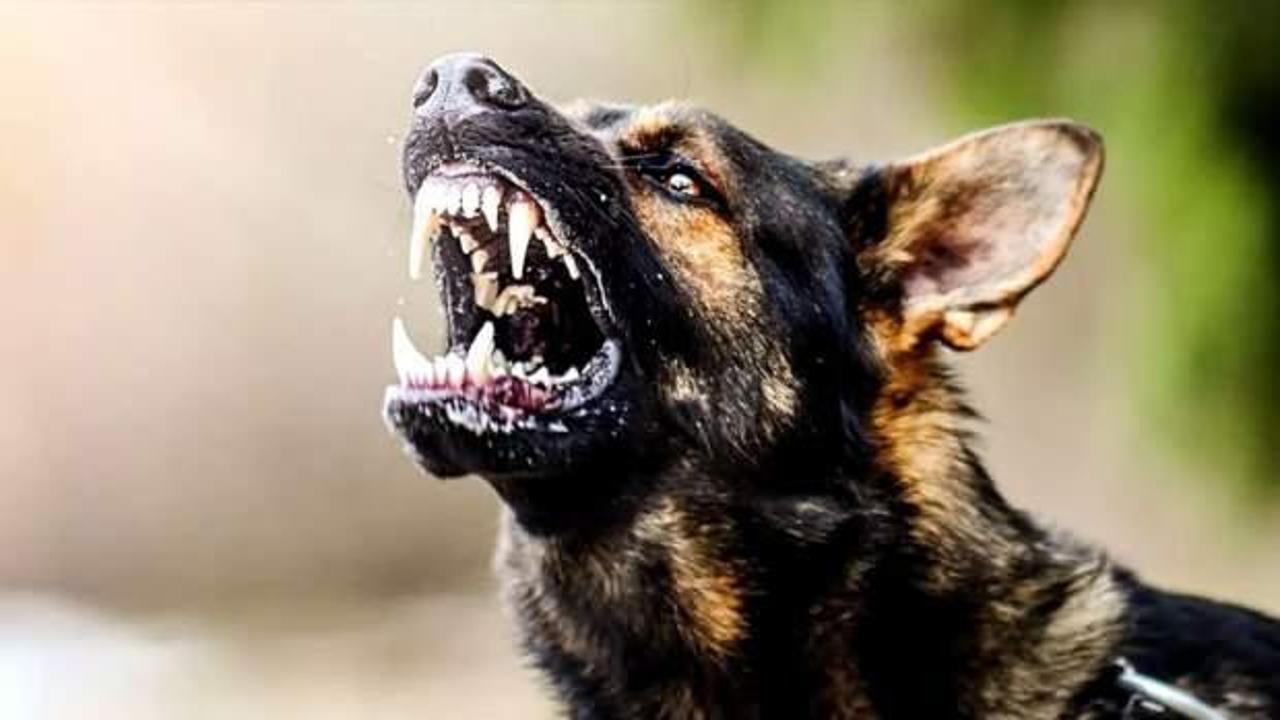 Belediyeler görevini yapmıyor mu? Kanun geçse de dehşet bitmiyor!