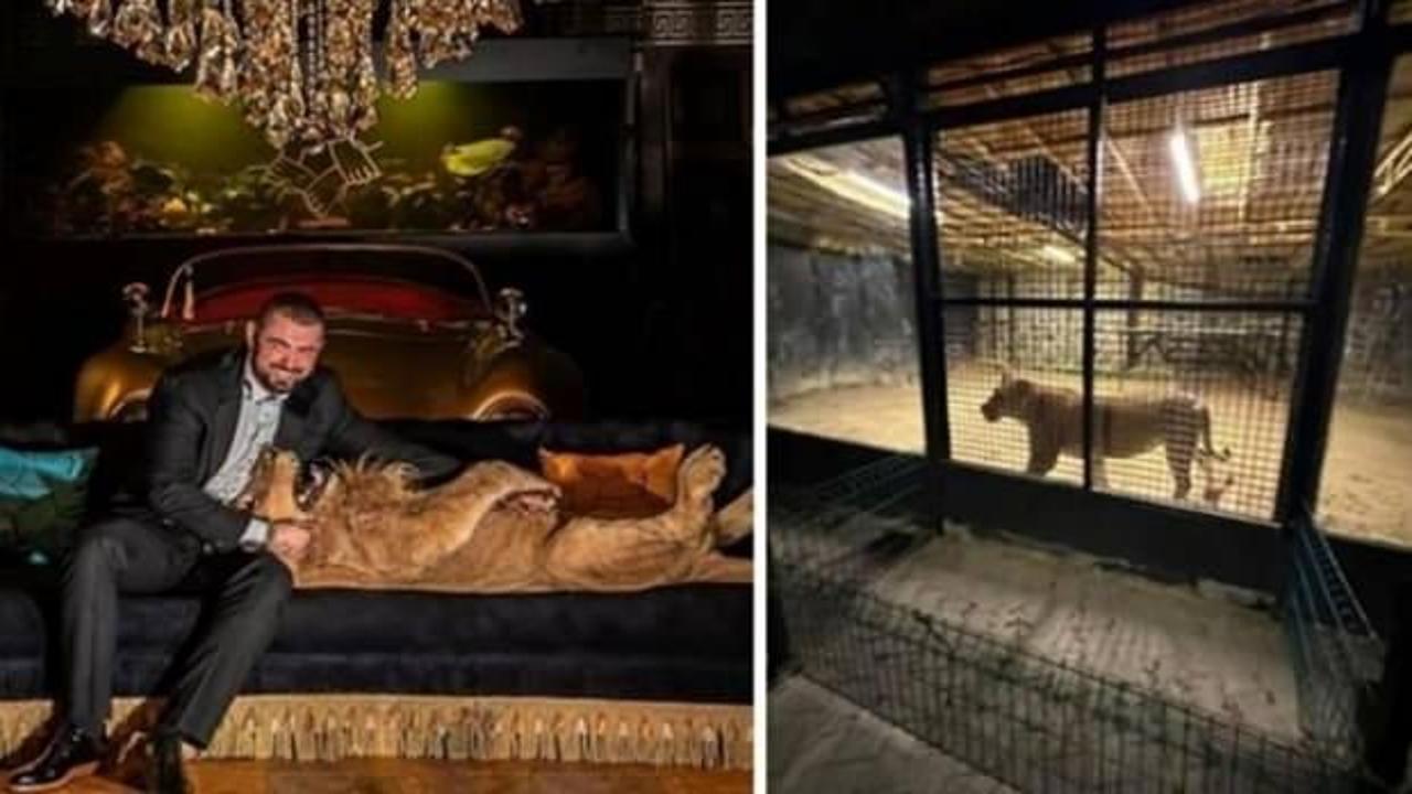 Beykoz'da ormanda aslan avı: Polis ekipleri harekete geçti!