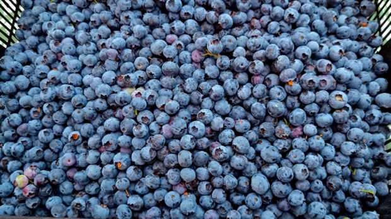 Bilecik'te atıl tarlalara 3 yıl önce dikilen yaban mersini meyvelerini vermeye başladı