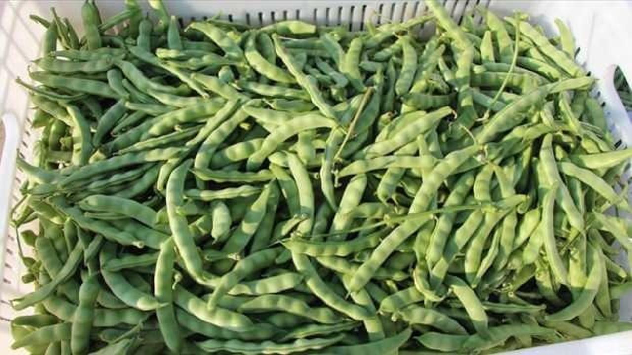 Bilecikte üretiliyor: 'Pazarcık boncuğu'nun hasadı başladı!