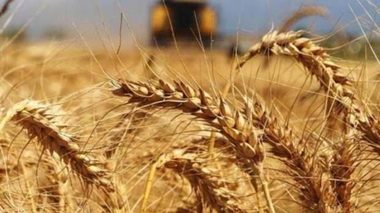 Bir ülke daha buğday ihracatını yasakladı