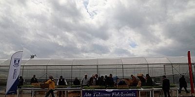 BODRUM BELEDİYESİ, 350 BİN FİDEYİ ÜRETİCİYLE BULUŞTURDU