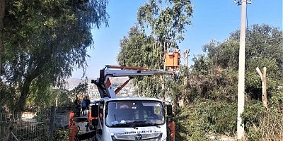 BODRUM BELEDİYESİ AĞAÇ BUDAMA ÇALIŞMALARI