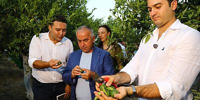 Bodrum'da Yeşil Mandalin Hasadı