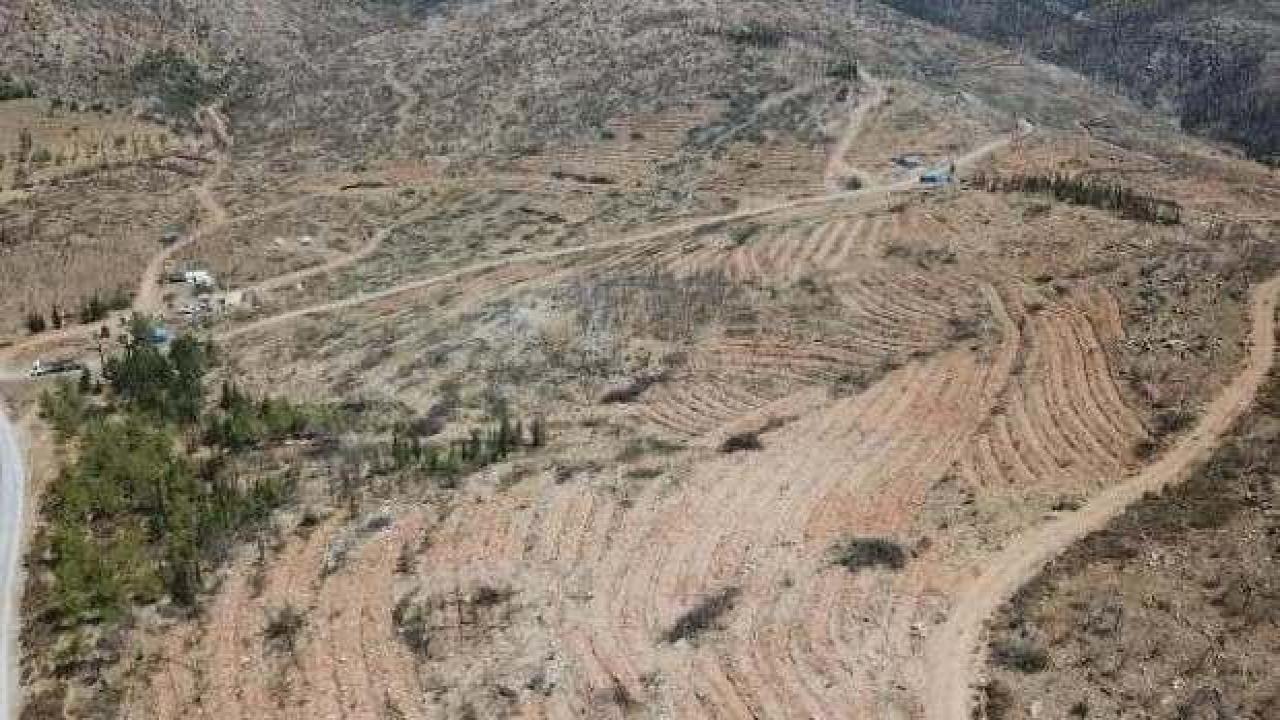 Bodrum'da yanan orman alanları, 21 ay sonra yeşerdi