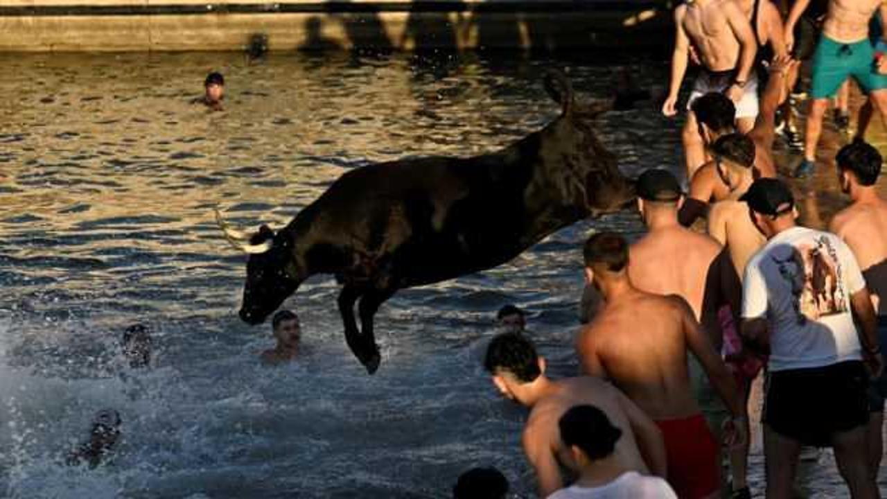 Boğaların denize atlatıldığı festival tepkiler üzerine ilk kez sınırlandırıldı