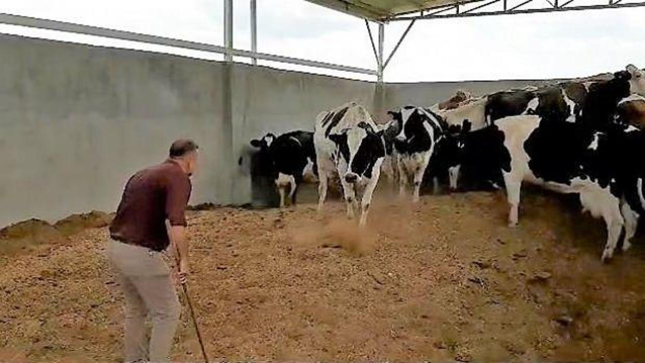 Böyle bakıcı düşman başına: 28 ineği çaldı! Vurgun planını JASAT dedektifleri bozdu