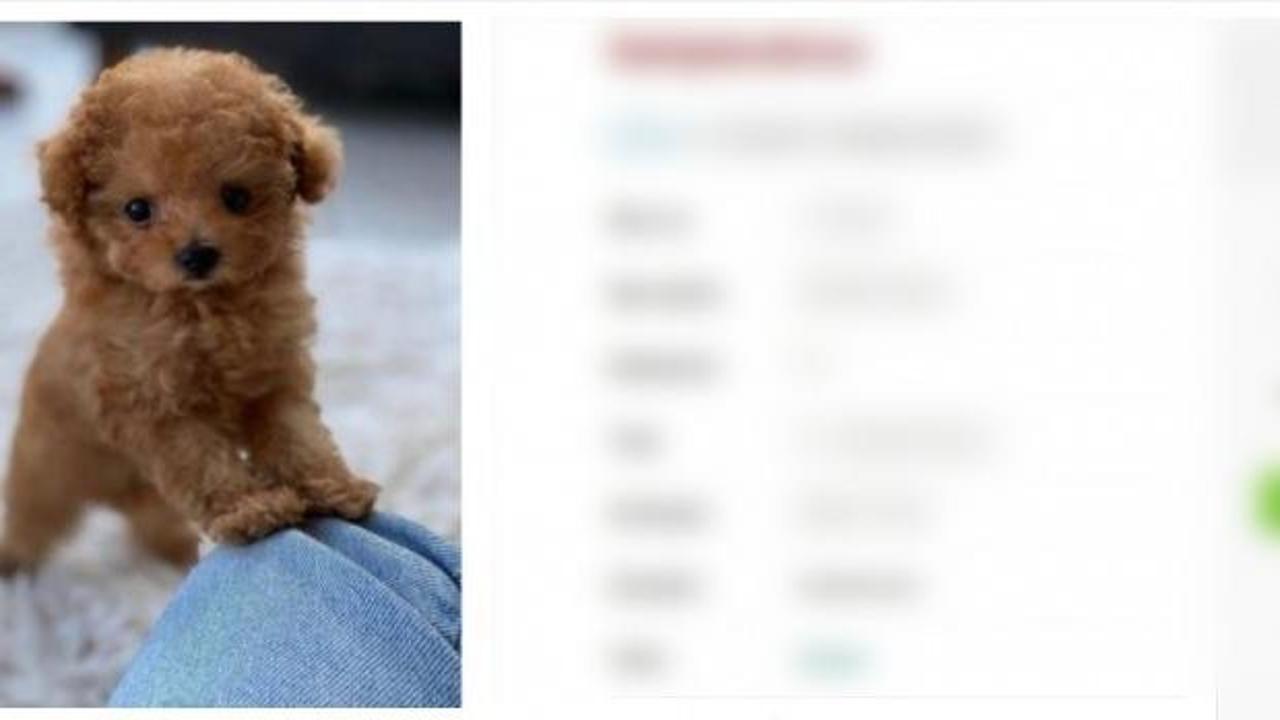 Böyle dolandırıcılık görülmedi: Köpeği boyayıp, sattılar!