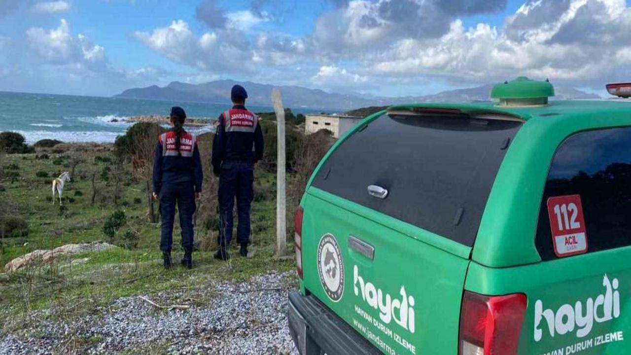Bu bitkileri koparmanın cezası 245 bin TL