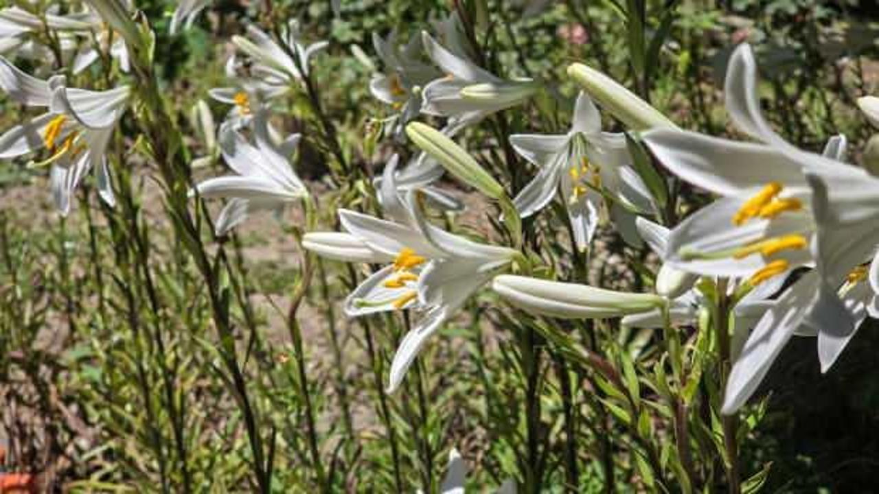 Bu çiçeğin kolonyası baş ağrısını gideriyor, sabunu gençleştiriyor