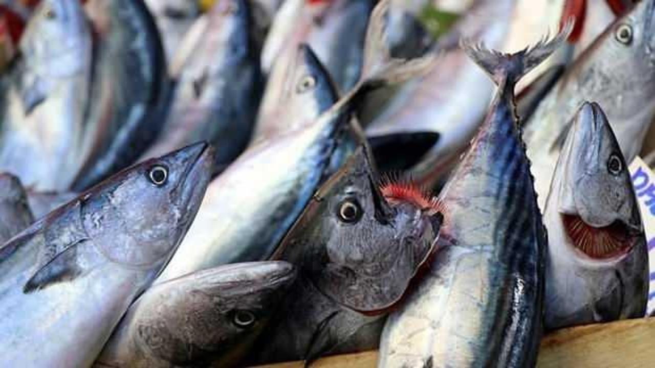 Bu sezon denizlerde palamut bolluğu yaşandı