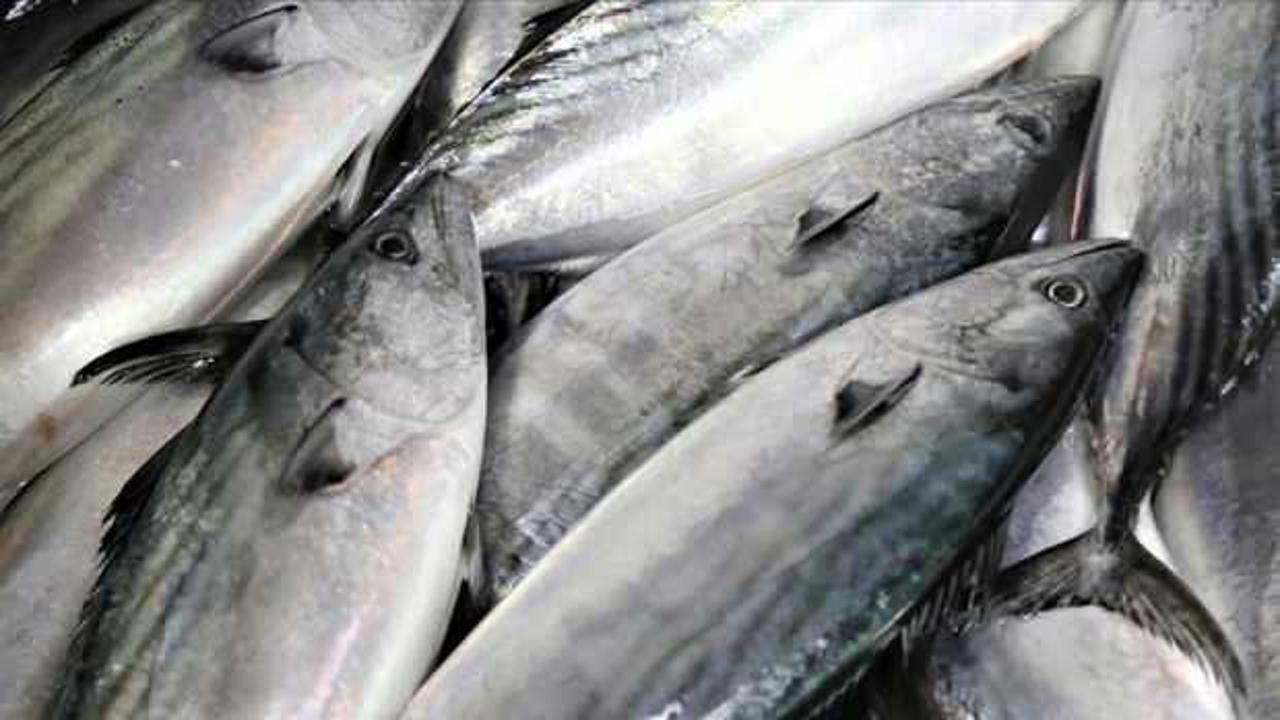 Bu sezon palamuttaki artışla balık tüketiminin de yükselmesi bekleniyor