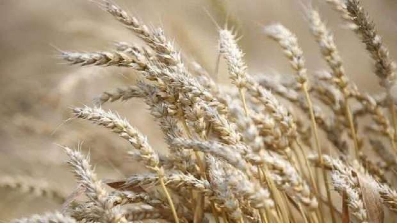 Buğday fiyatları 4 ayın en düşüğünde