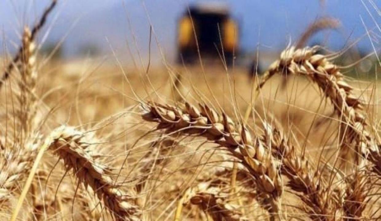 Buğday fiyatları 9,5 yılın zirvesine yükseldi