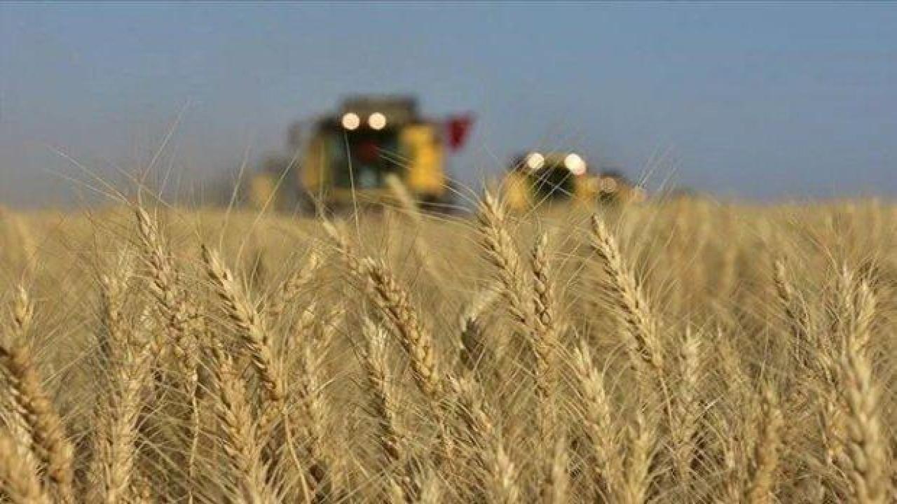 Buğday fiyatları iki yılın en düşüğünde