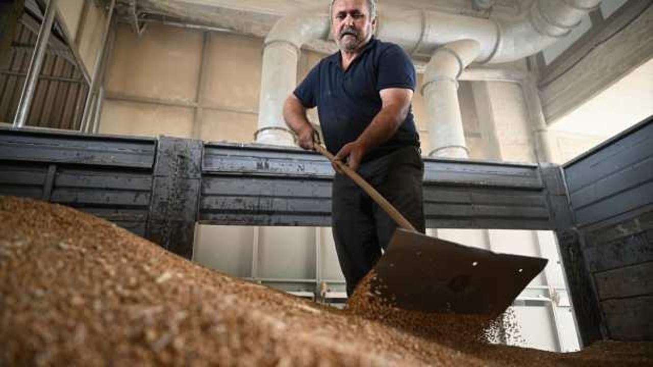 Buğdayda ithalat yasağı ile ilgili tarih verildi