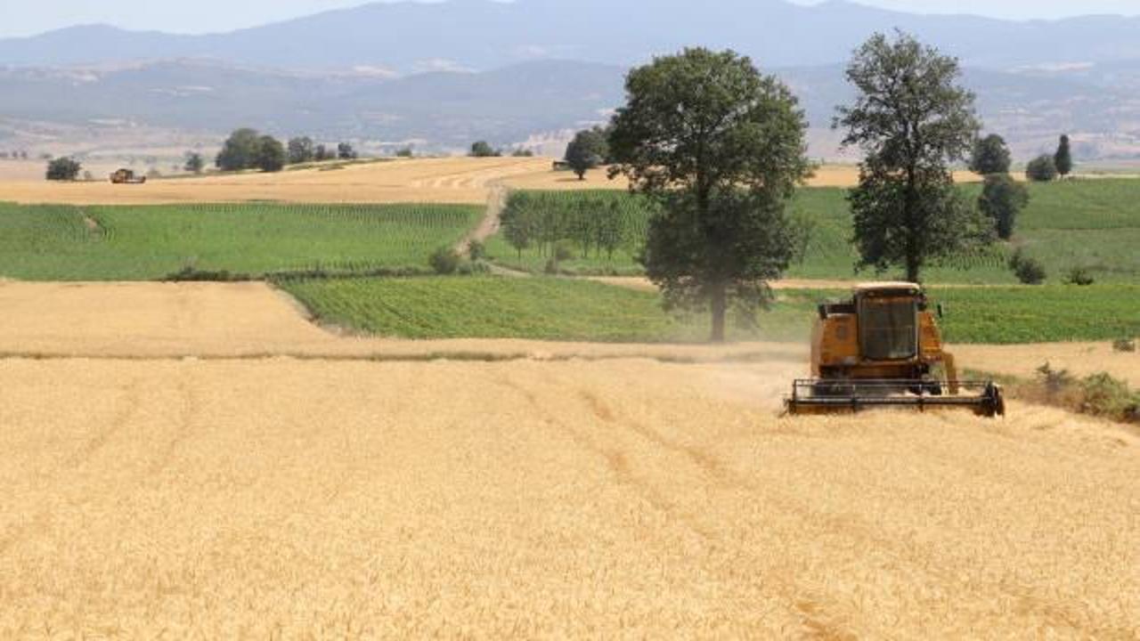 Buğdayda rekolte ve kalite arttı