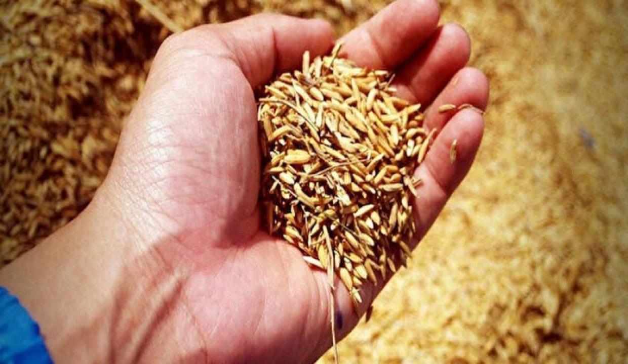 Buğdayın TMO'ya ton başına maliyeti 100 dolar arttı