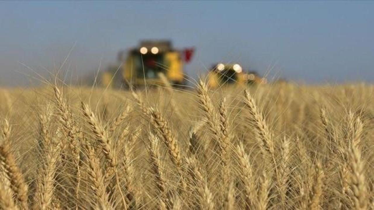 Bulgaristan da Ukrayna'dan tahıl ithalatını yasakladı