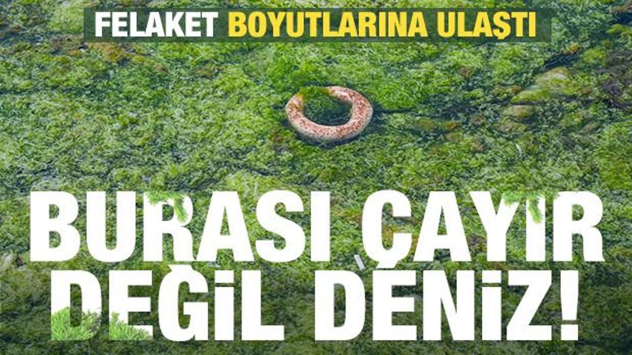 Burası çayır değil deniz! Skandal felaket boyutlarına ulaştı
