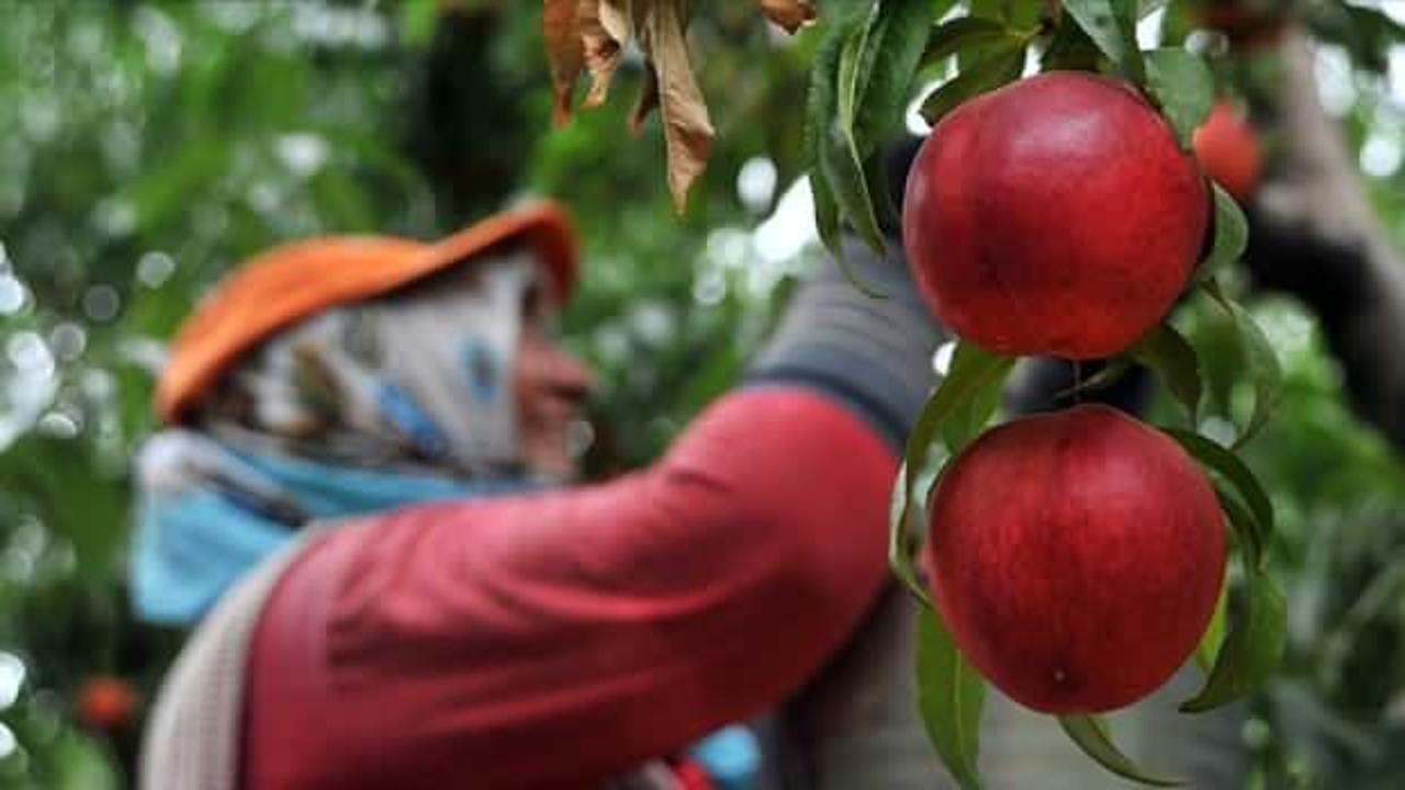 Bursa şeftalisi AB'den coğrafi işaret tescili aldı