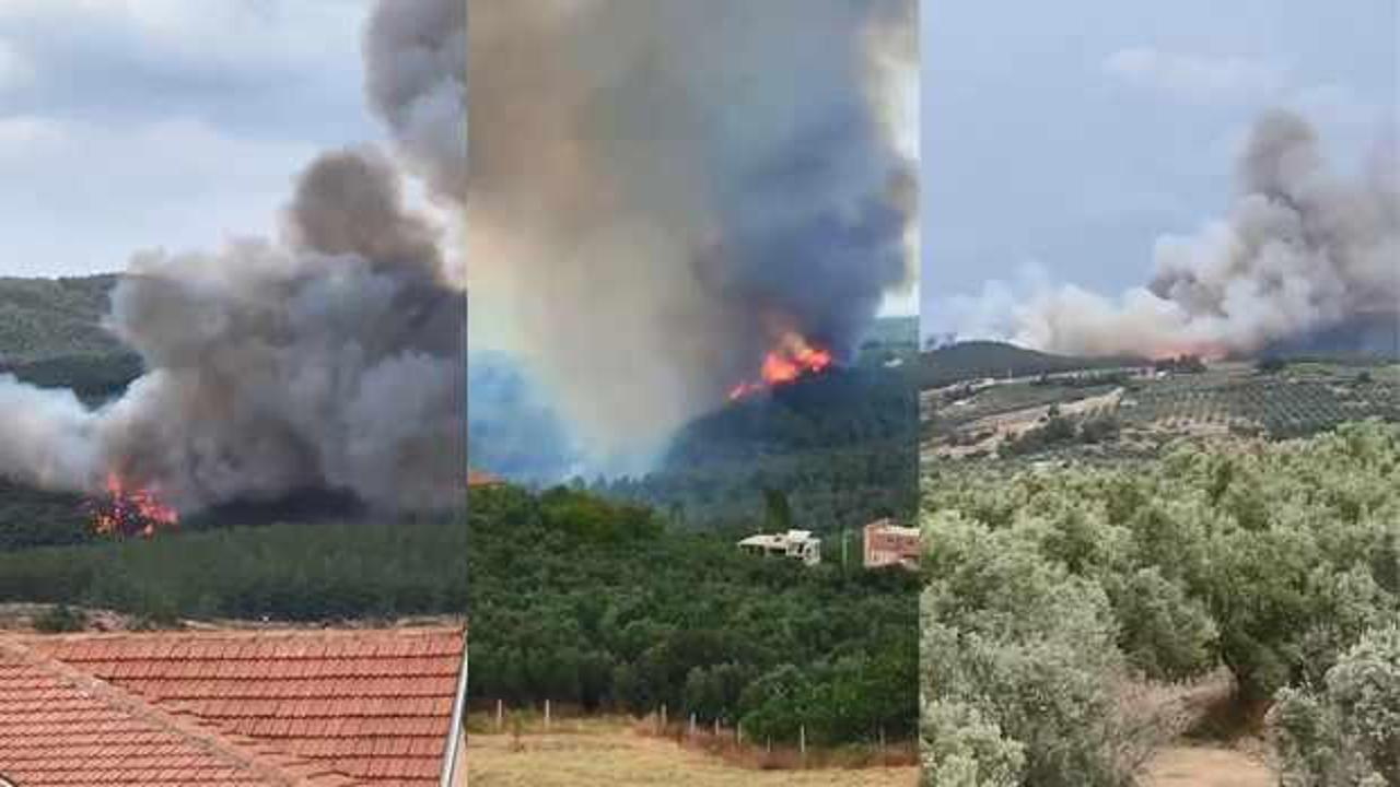 Bursa'da orman yangını!