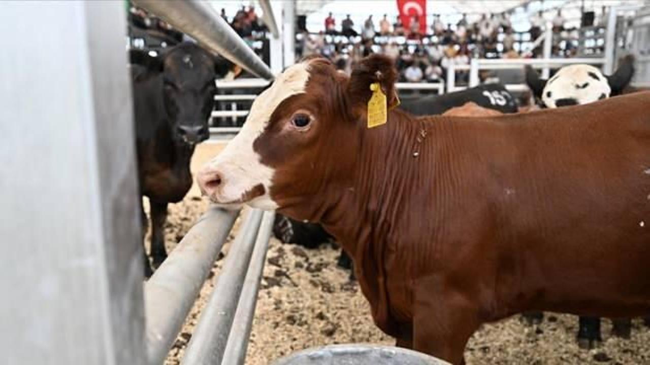 Büyükbaş üreticisinden besiciye aracılık masraflarını ortadan kaldıran mezat