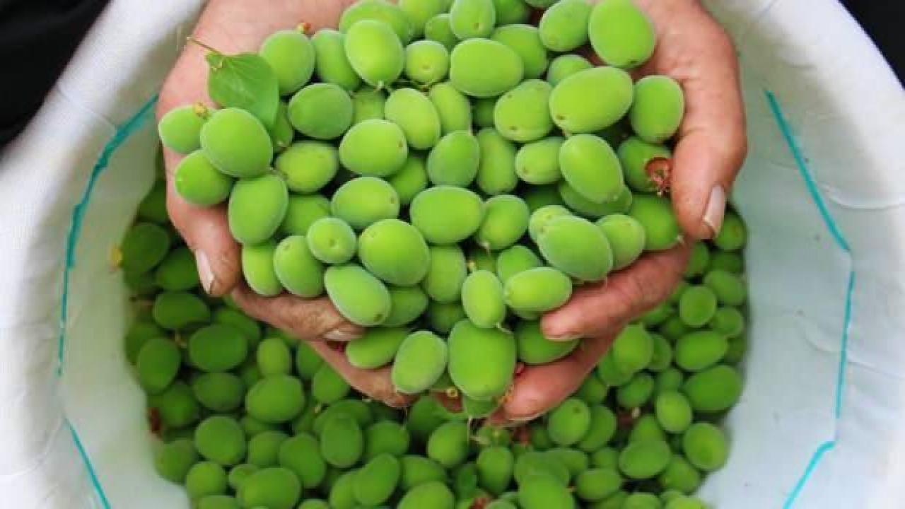 Çağla meyvesi bilinmeyen faydaları nelerdir? Çağla meyvesi olgunlaşınca ne olur?