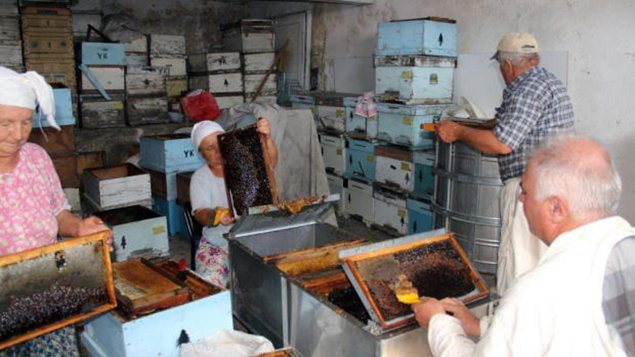 Çam balında rekolte beklentisi 14-15 bin ton