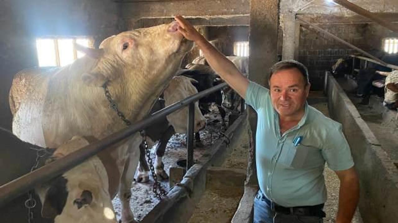 Çanakkale'de 1 ton 800 kilogram boğa 340 bin TL'den satışa sunuldu