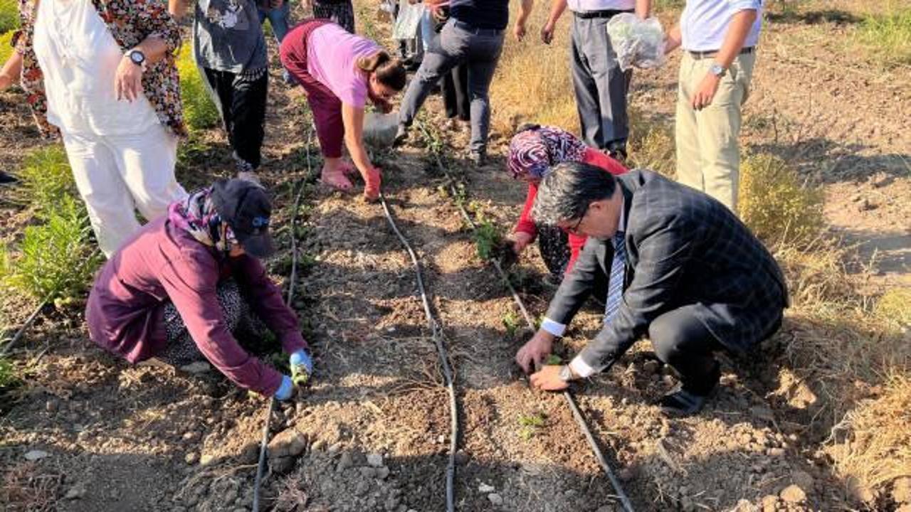 Çanakkale'de süs bitkisi üretiminde işbirliği yapan kadın çiftçiler hasada başladı