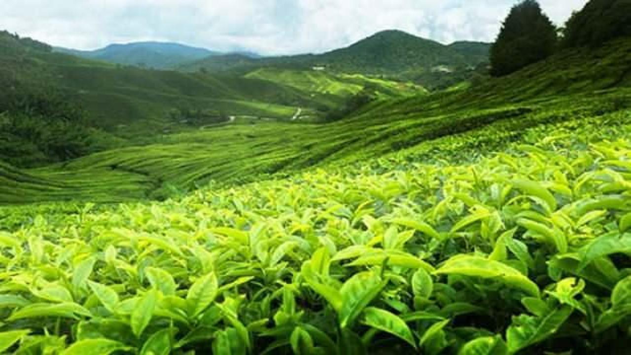 ÇAYKUR duyurdu: 48 bin 500 ton yaş çay alımı gerçekleşti!