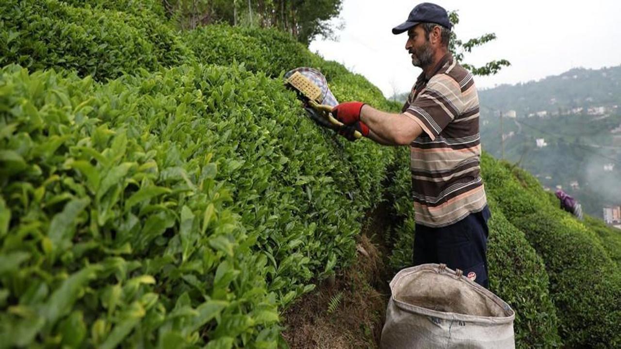 ÇAYKUR kontenjanı 50 kilogramdan 30 kilograma düşürdü