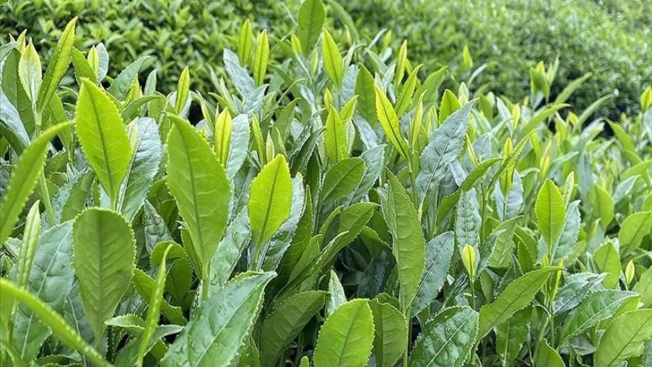 ÇAYKUR, mayıs ayı yaş çay bedelini yarın üreticilerin hesabına yatıracak