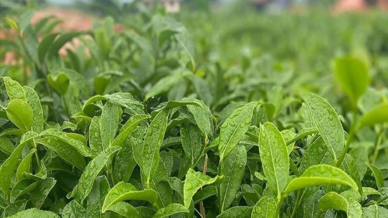 ÇAYKUR yarından itibaren yaş çayda serbest alım yapacak