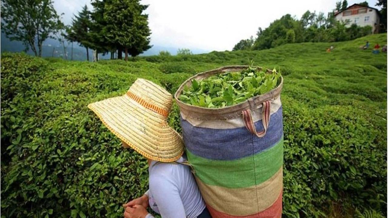 ÇAYKUR'dan yaş çay alımı açıklaması