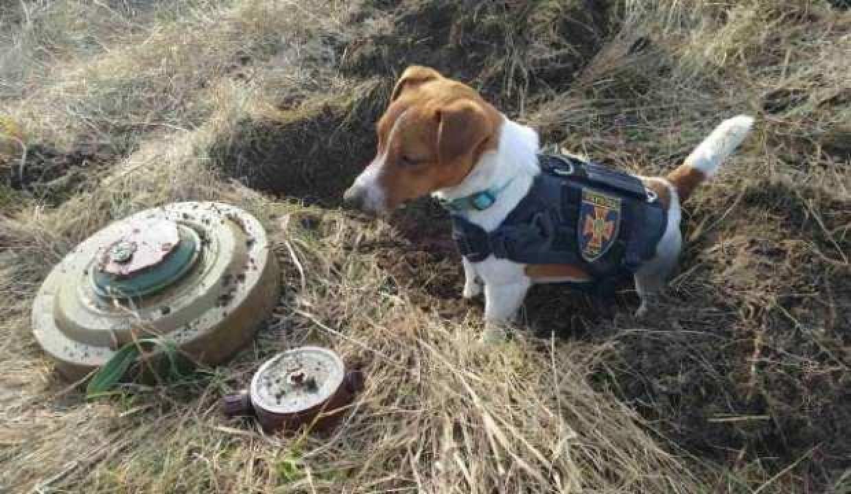 Çernihiv’in bomba arama köpeği ‘Patron’, kentin maskotu oldu