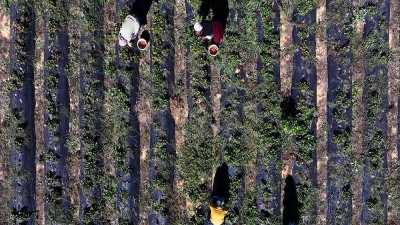 Çiftçi Kayıt Sistemi'ne kayıt için son gün 31 Aralık