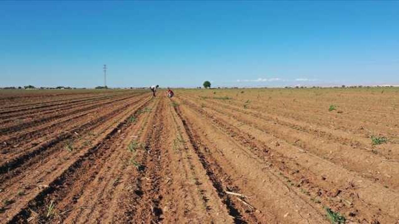 Çiftçiye 'aşırı yağışlara karşı toprak kalitesini güçlendirin' uyarısı