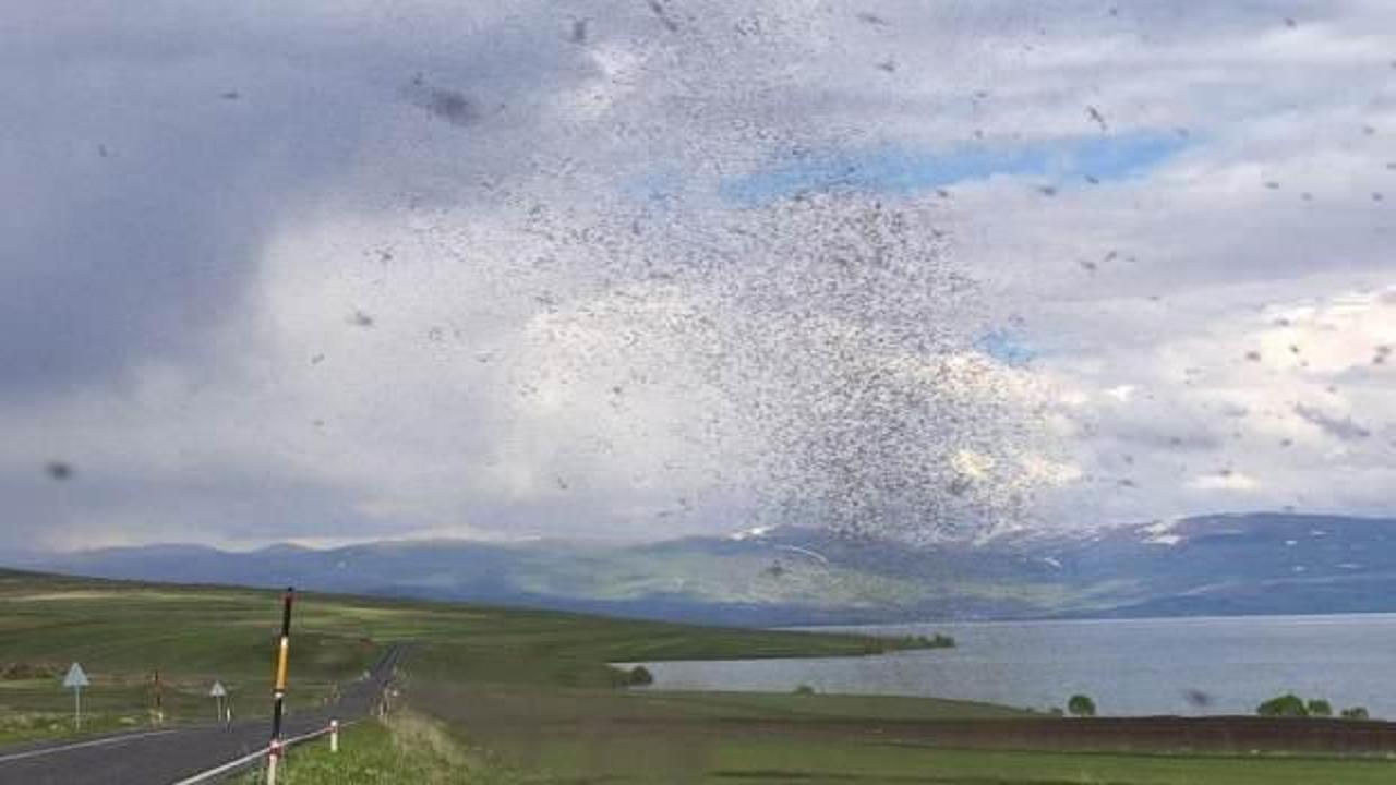 Çıldır Gölü'nü milyonlarca göl sineği sardı
