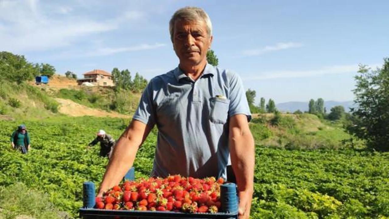 Çilek üreticileri düşen fiyatlara tepki gösterdi