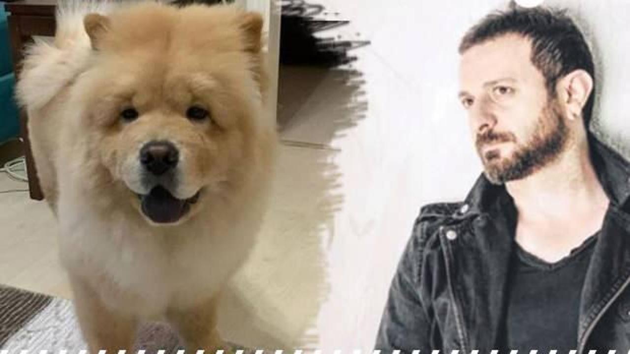Çin aslanı kulağını kopardı! Ünlü sanatçıya köpek saldırısı