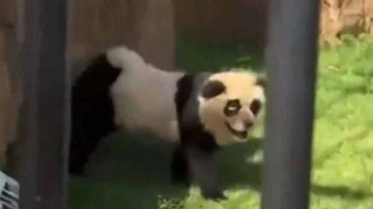 Çin'de panda skandalı! Herkesi kandırmışlar...Köpek itirafı