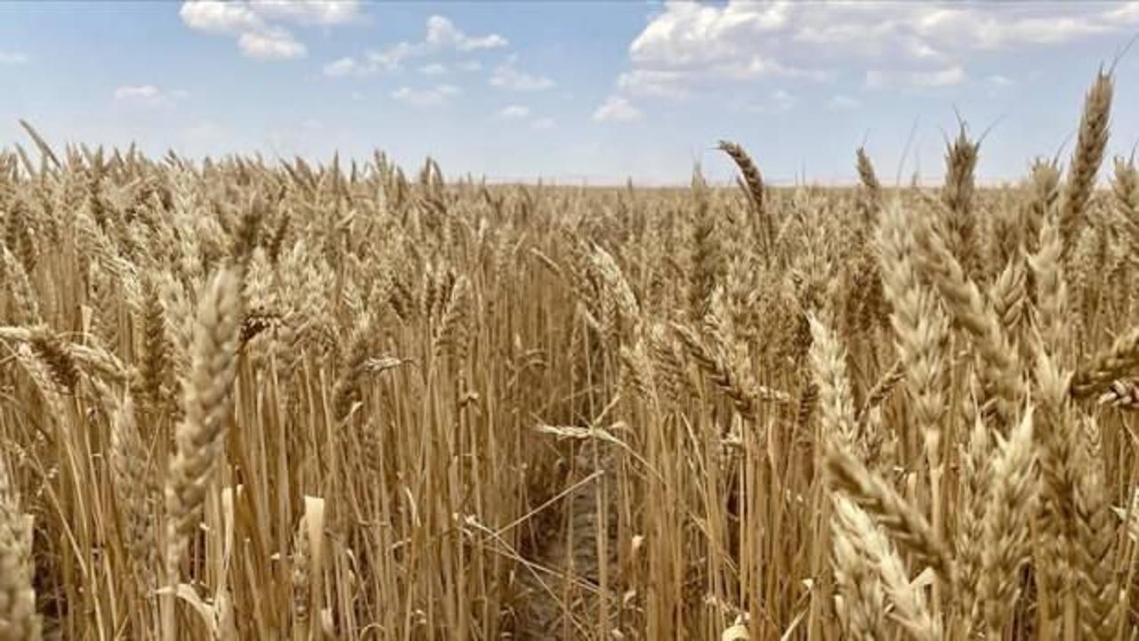 Çin'in hububat üretimi 2024'te ilk kez 700 milyon tonu aştı