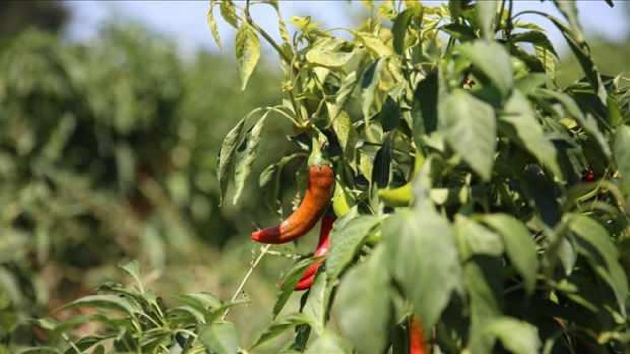 Coğrafi işaret tescilli Maraş biberinin hasadı başladı