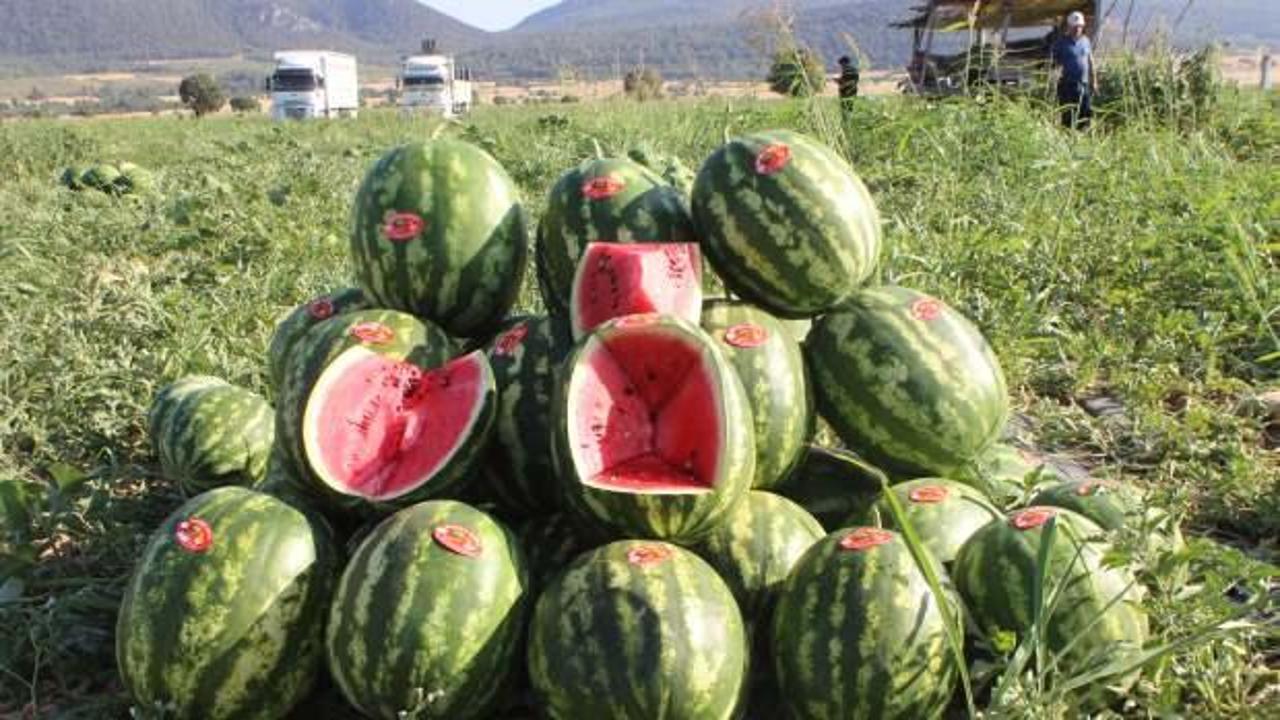Coğrafi işaretli Osmaneli karpuzunun hasadı başladı!