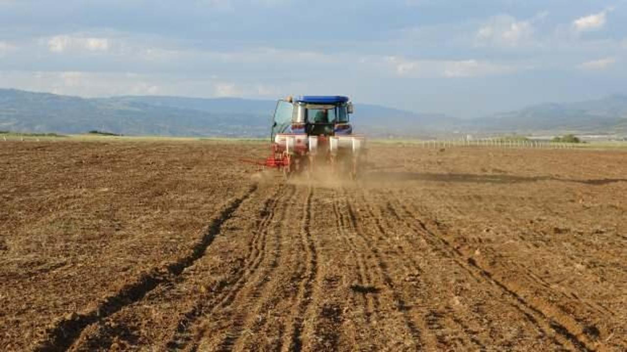 Coğrafi işaretli Yedisu Horoz Kuru Fasulyesi, üniversitenin çiftlik alanında ekildi