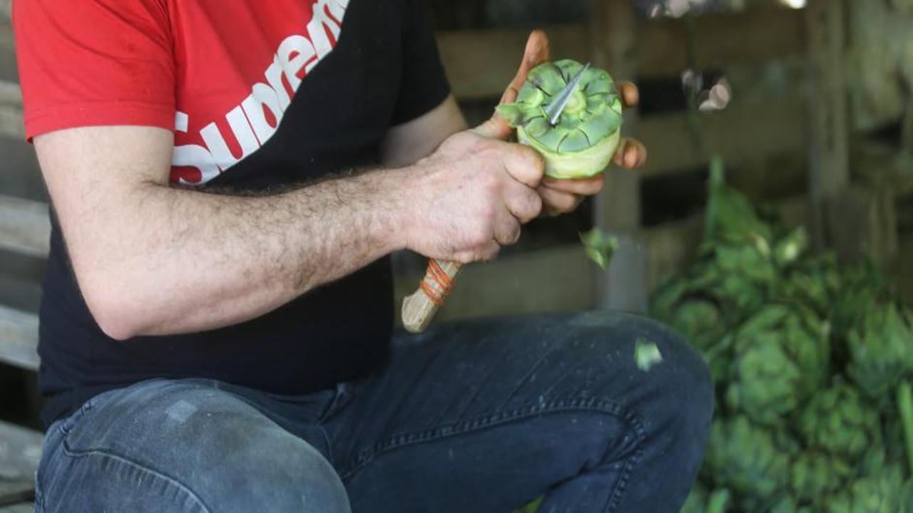 Coğrafi tescilli Hasanağa enginarında rekolte yarıya düştü